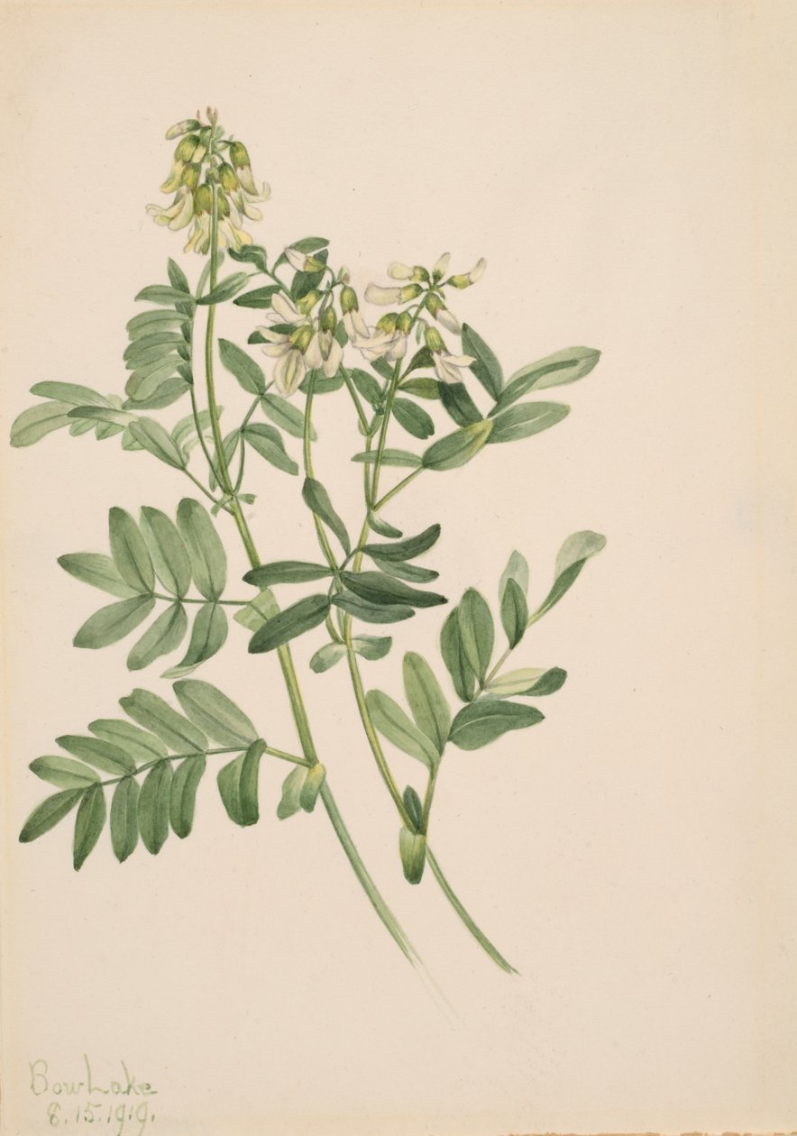 Untitled--Plant Study, 1919. av Mary Vaux Walcott