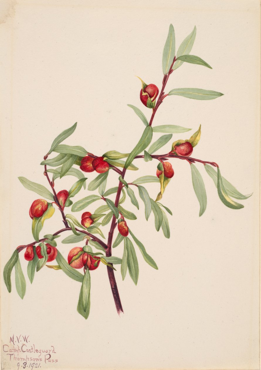 Untitled--Plant Study, 1921. av Mary Vaux Walcott