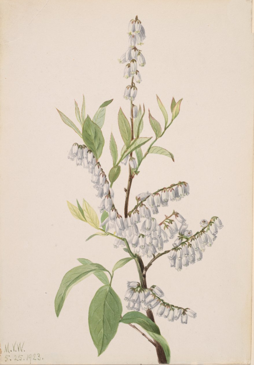 Untitled--Plant Study, 1923. av Mary Vaux Walcott