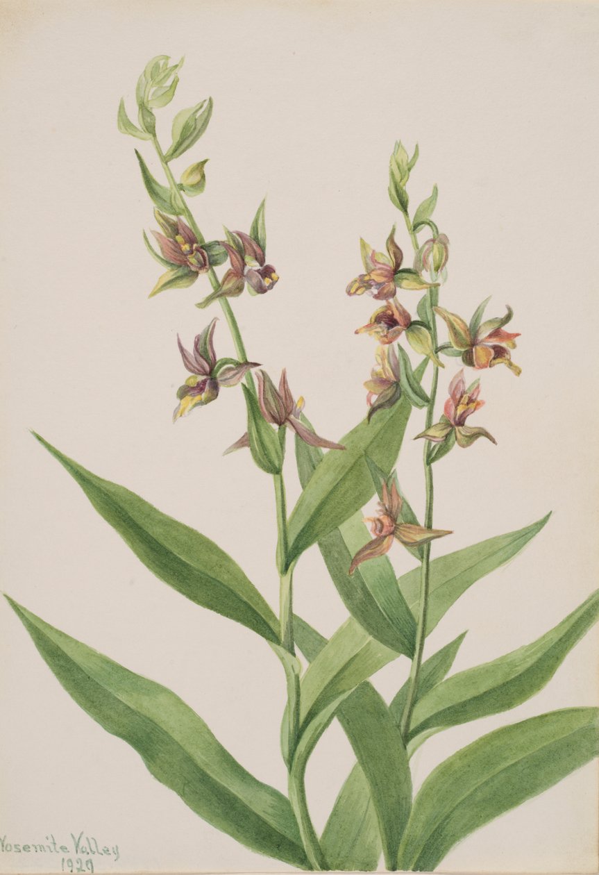 Untitled--Plant Study, 1929. av Mary Vaux Walcott