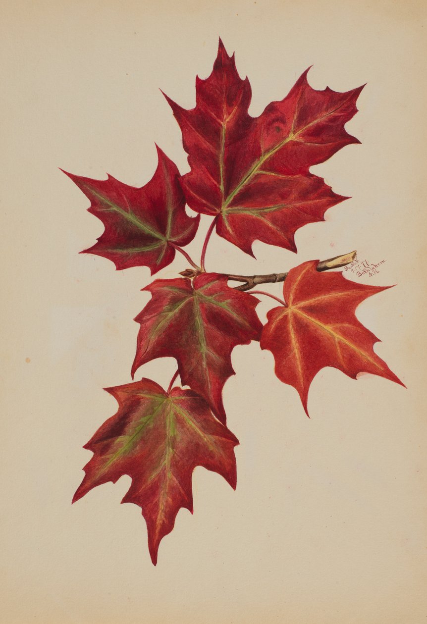 Utan titel (Höstlöv) av Mary Vaux Walcott