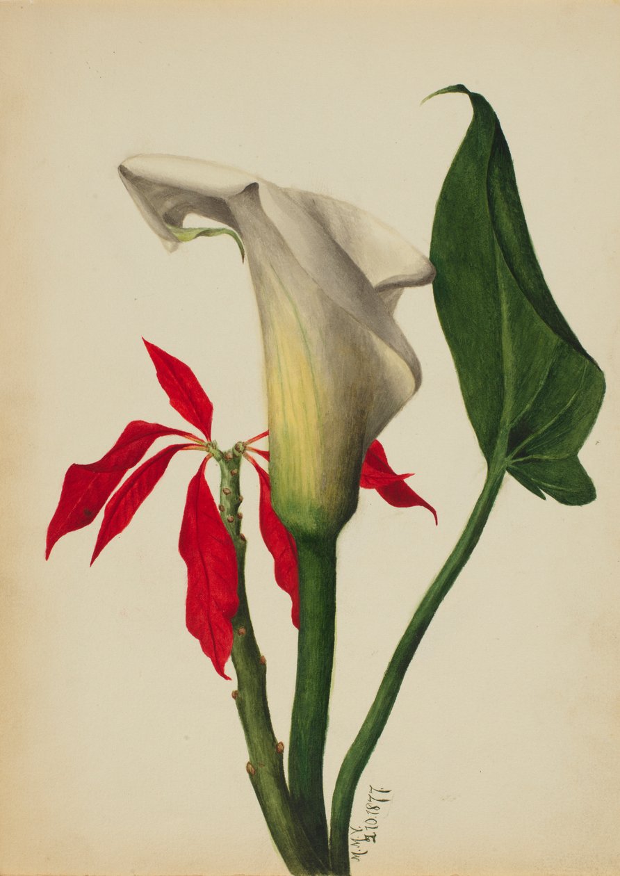 Utan titel (Calla Lily) av Mary Vaux Walcott