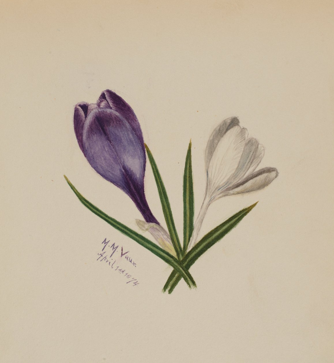Utan titel (krokusar) av Mary Vaux Walcott