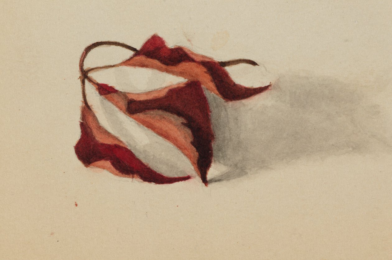 Utan titel (krusade höstlöv) av Mary Vaux Walcott
