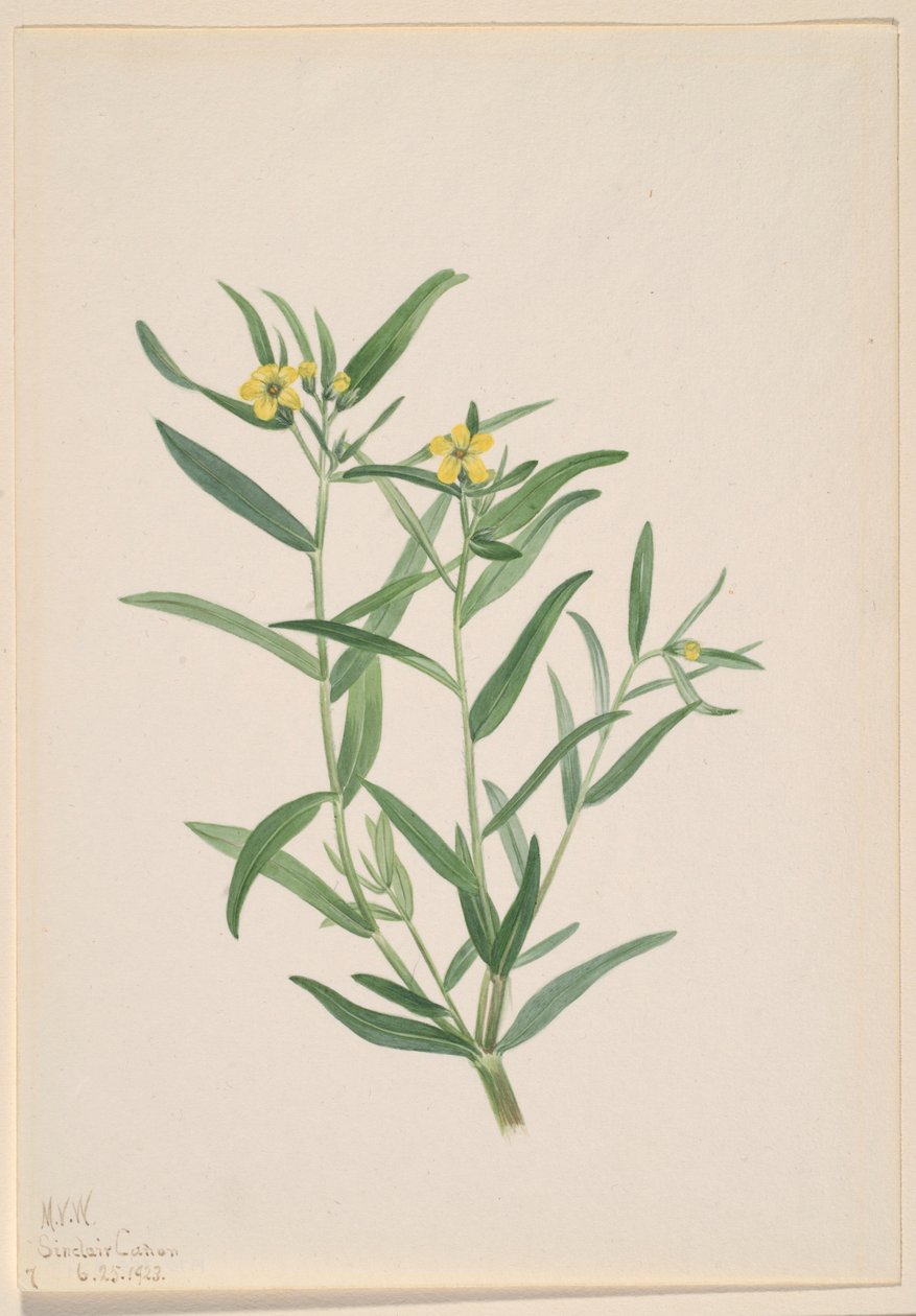 Utan titel (studie av blommor) av Mary Vaux Walcott