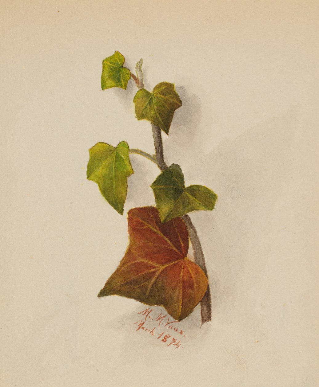 Utan titel (murgröna) av Mary Vaux Walcott