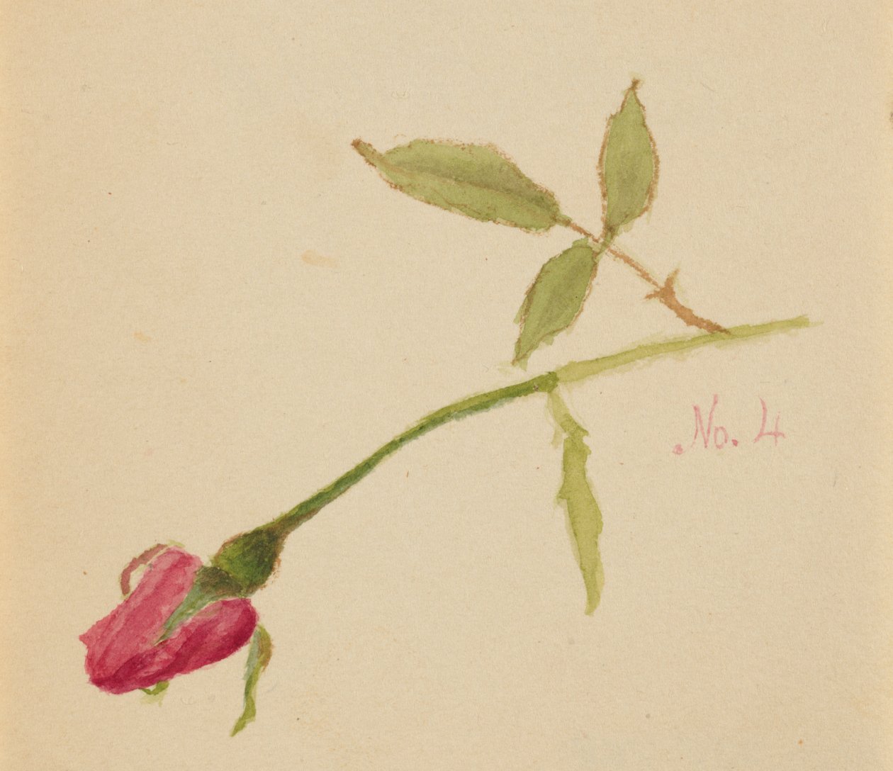 Utan titel (ros) av Mary Vaux Walcott