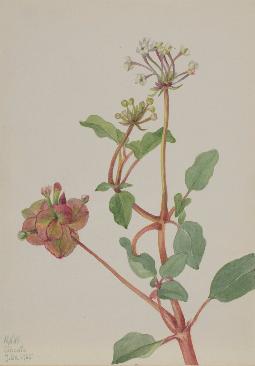Utan titel (Tripterocalyx pedunculatus) av Mary Vaux Walcott