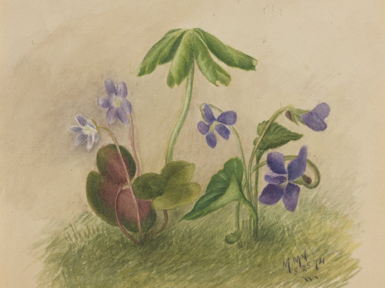 Utan titel av Mary Vaux Walcott
