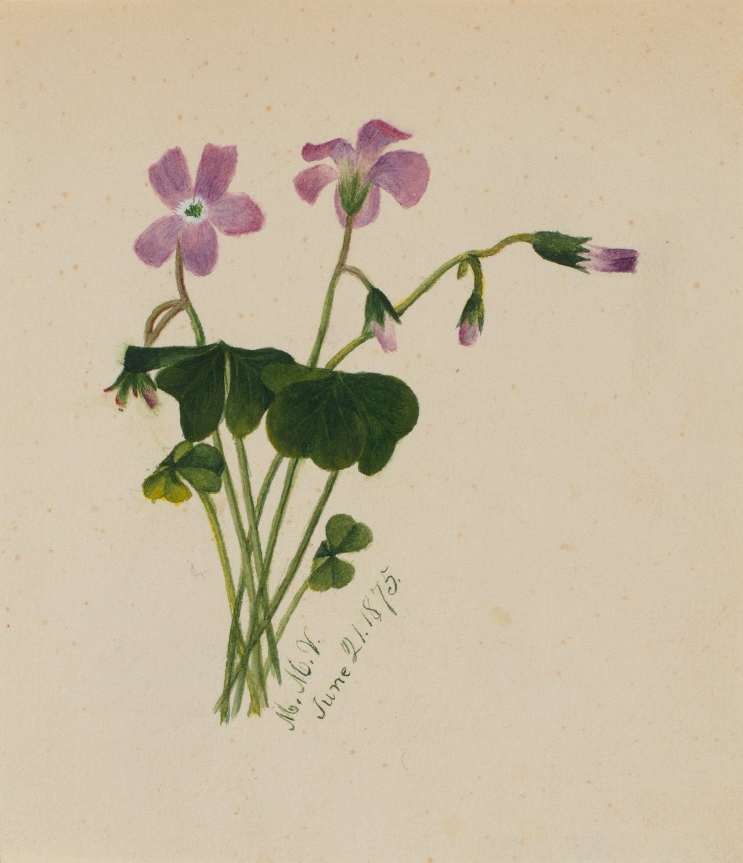 Utan titel, 1875. av Mary Vaux Walcott