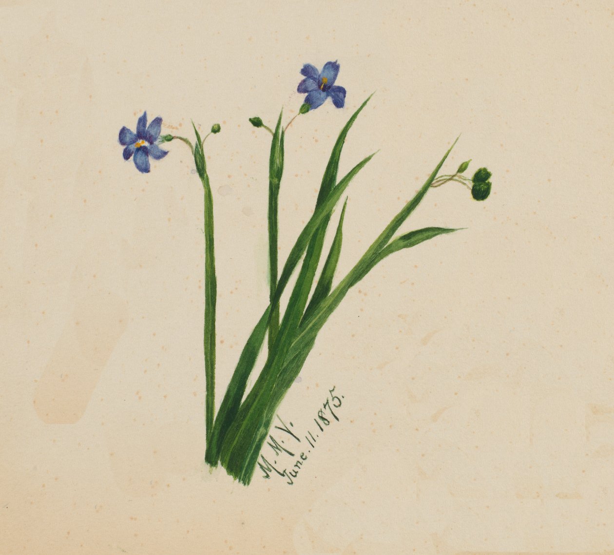 Utan titel, 1875. av Mary Vaux Walcott