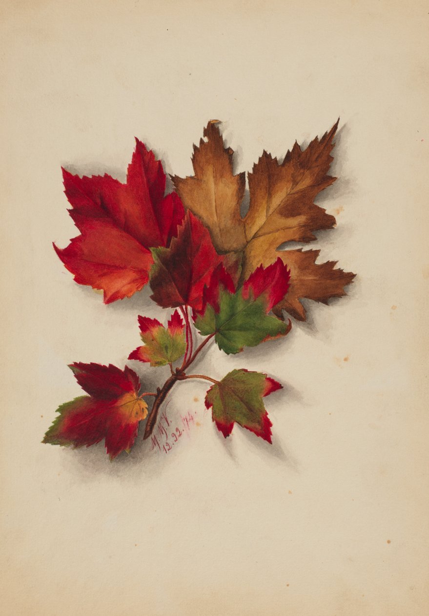 Utan titel höstlöv, 1874. av Mary Vaux Walcott