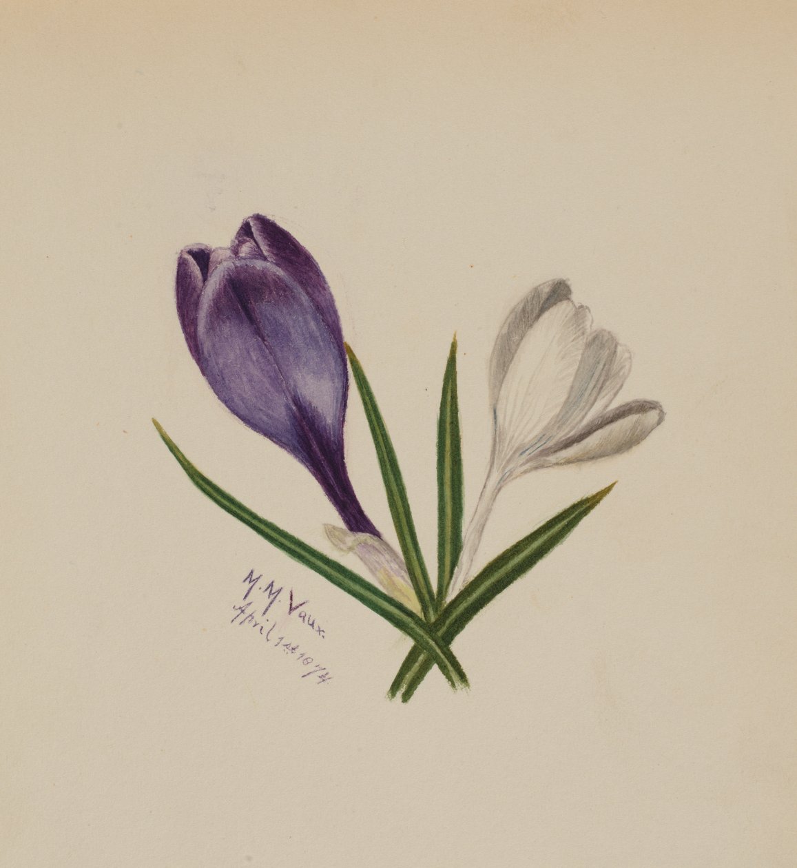 Utan titel krokusar, 1874. av Mary Vaux Walcott