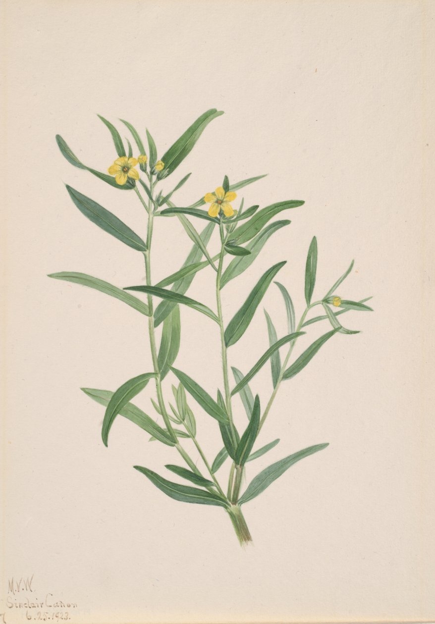 Untitled Flower Study, 1923. av Mary Vaux Walcott