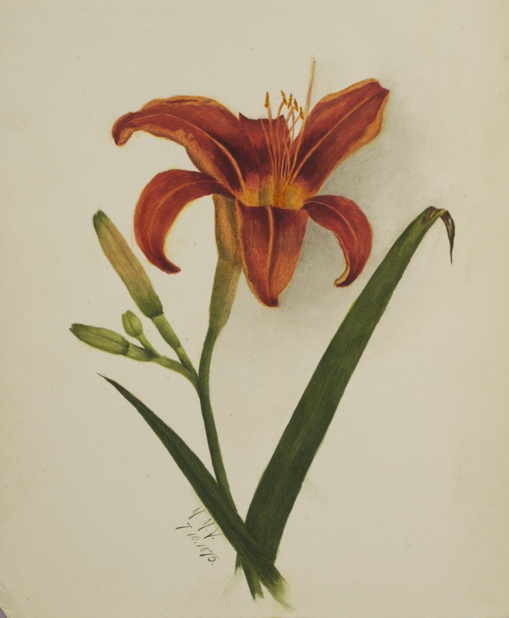 Utan titel Lily, 1875. av Mary Vaux Walcott
