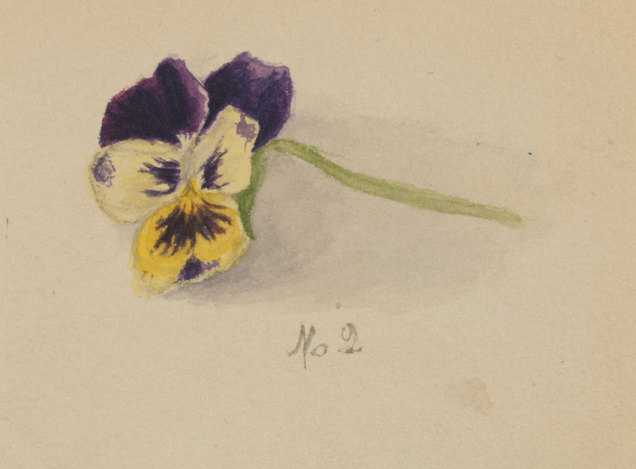 Utan titel Pansy, 1872. av Mary Vaux Walcott