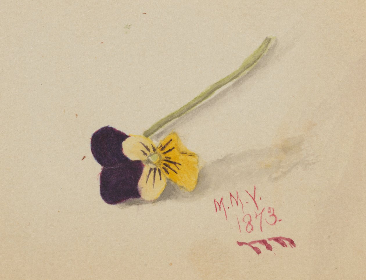 Utan titel Pansy, 1873. av Mary Vaux Walcott