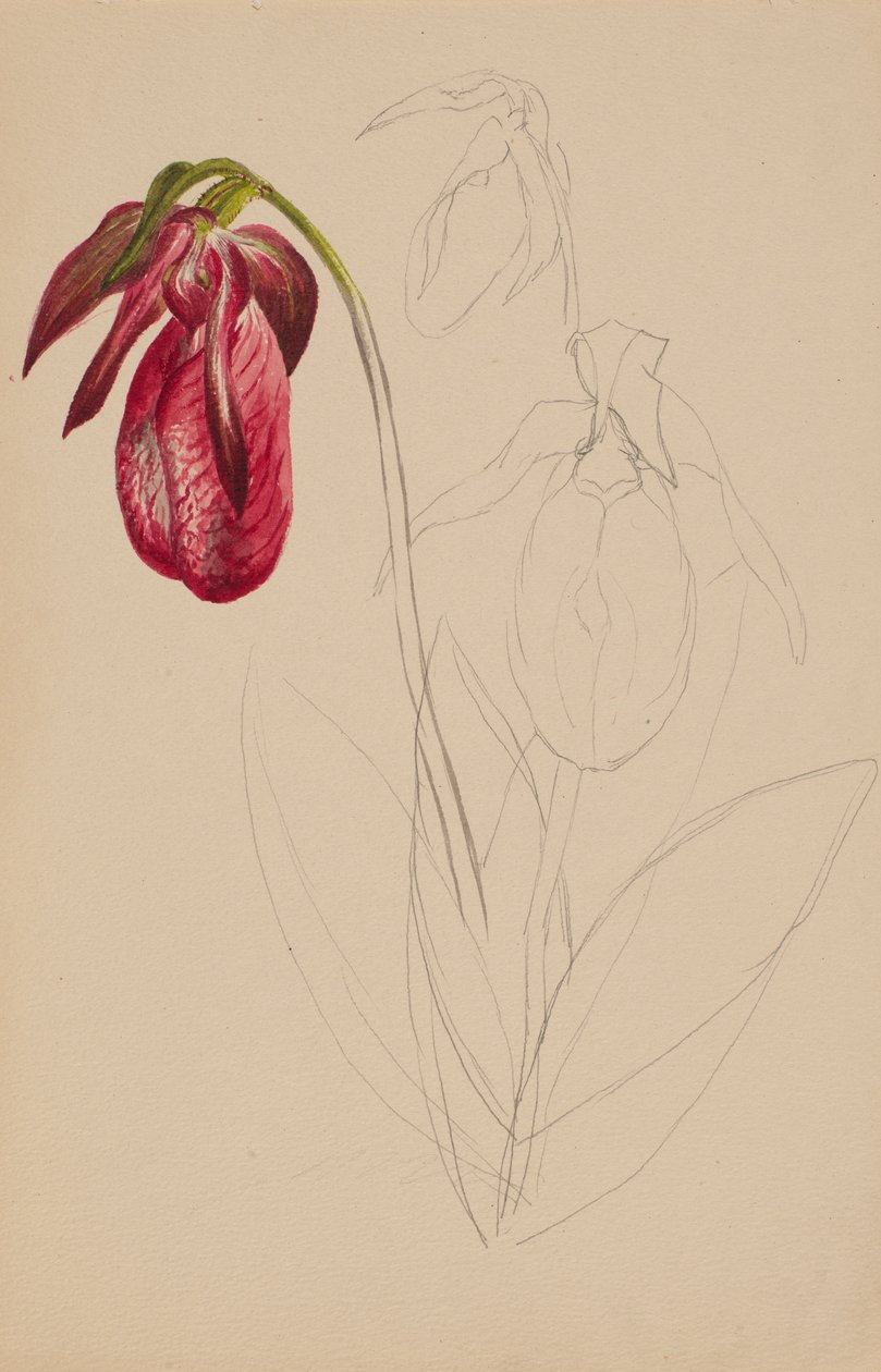 Untitled Unfinished Sketch, n.d. av Mary Vaux Walcott