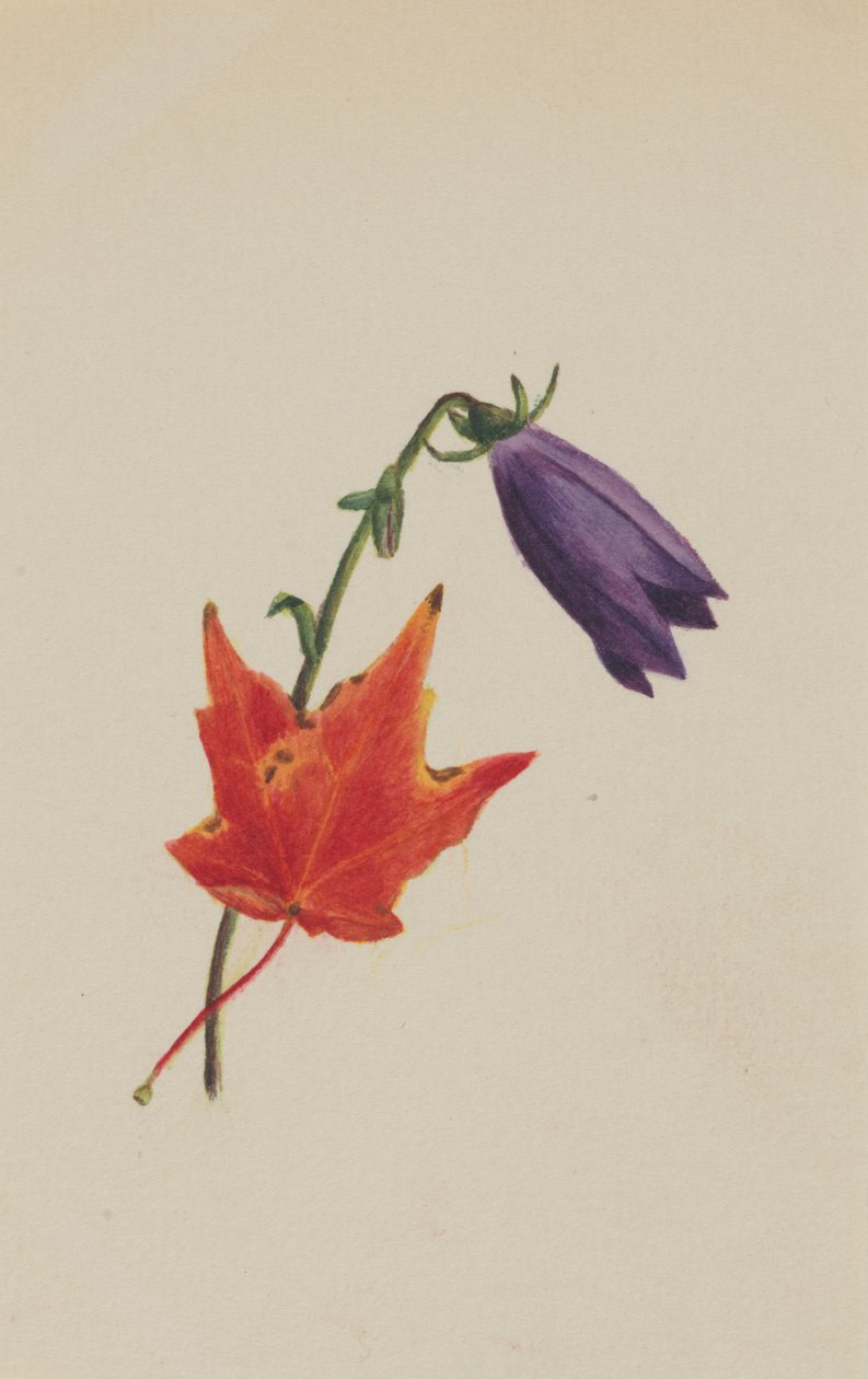 Utan titel, ca. 1876. av Mary Vaux Walcott