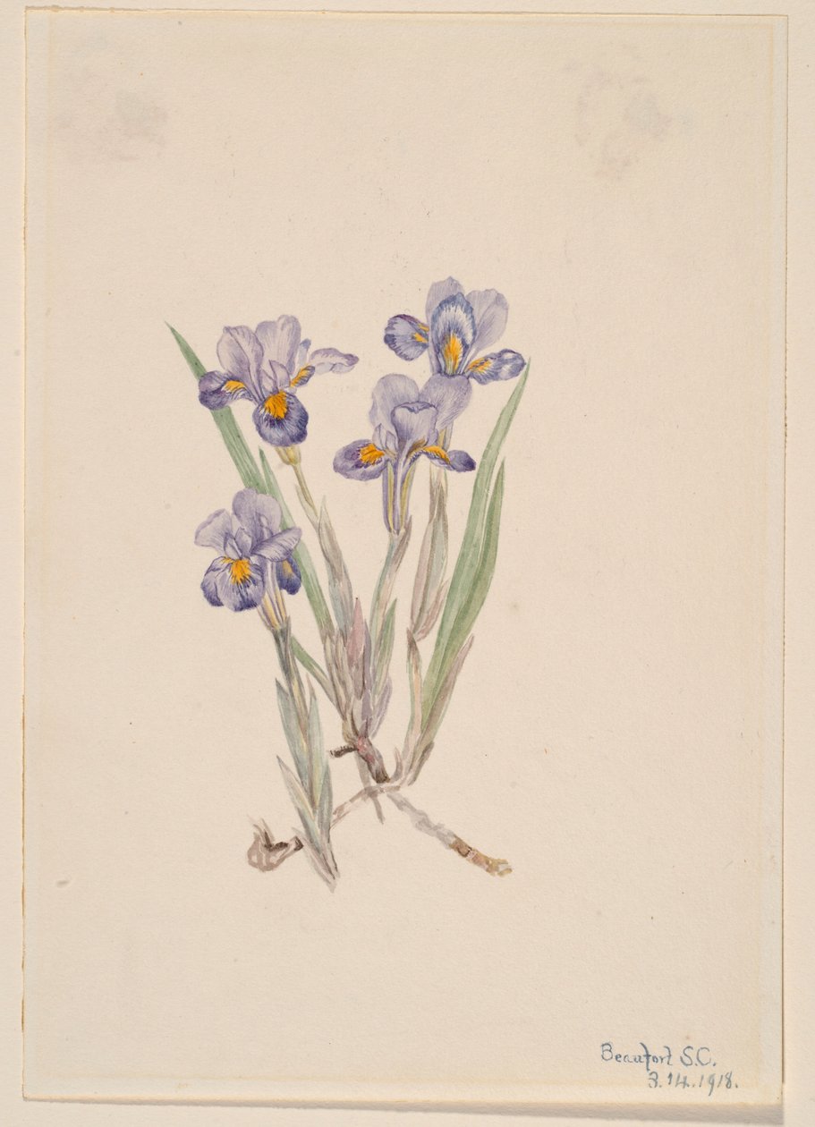 Jungfru Marie nycklar (Iris verna) av Mary Vaux Walcott