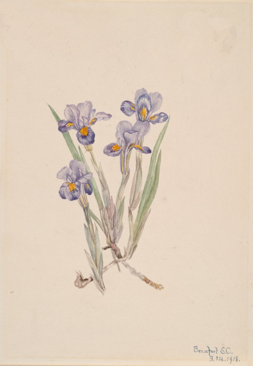 Vernal Iris Iris verna, 1918. av Mary Vaux Walcott