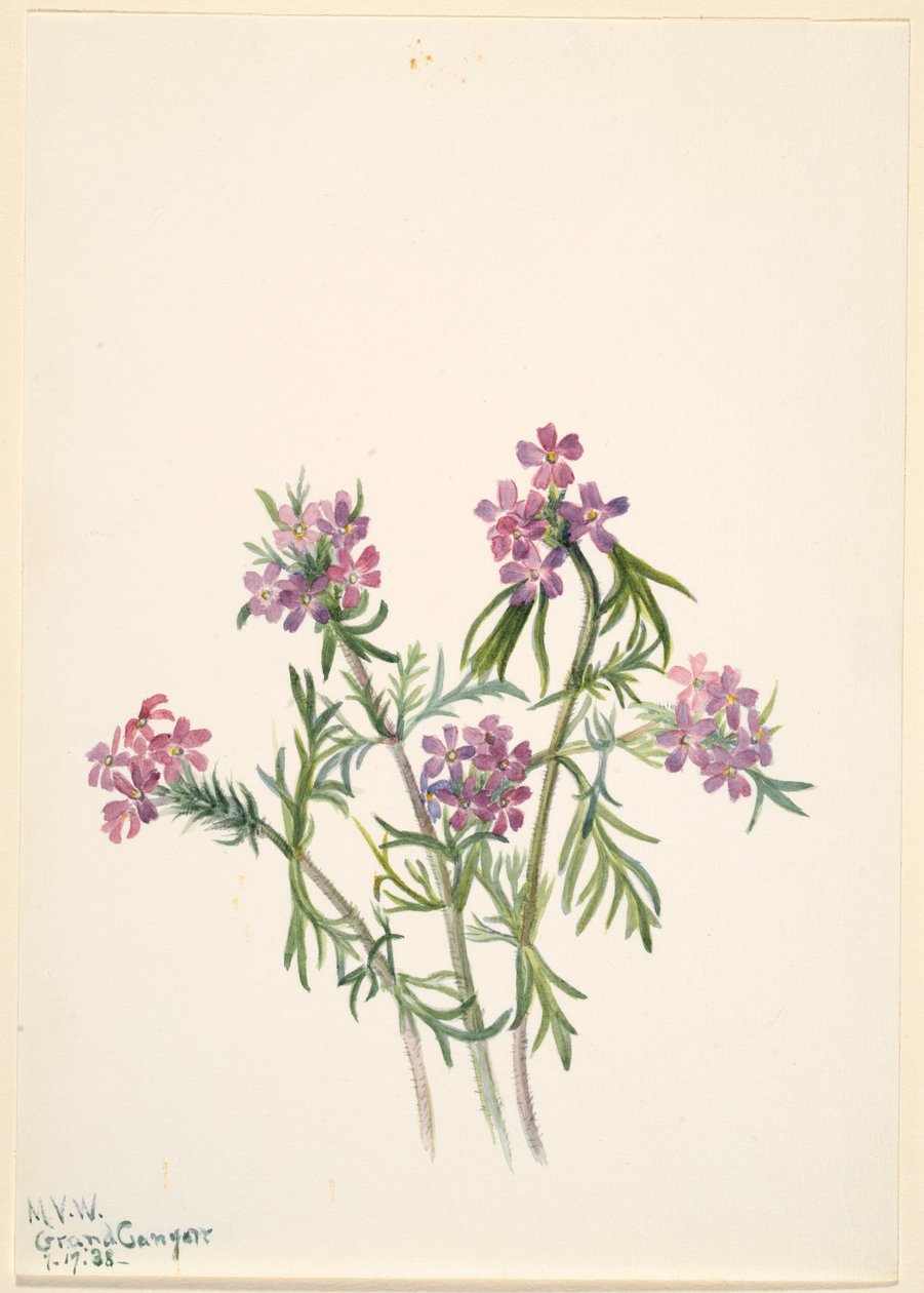 Vervain (Verbena wrightii) av Mary Vaux Walcott