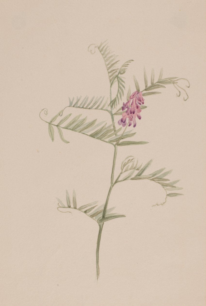 Amerikansk vicker, ca. 1917-1918. av Mary Vaux Walcott