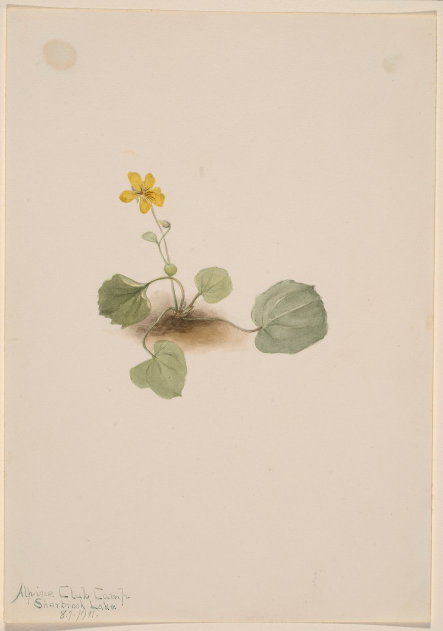 Viola orbiculata av Mary Vaux Walcott