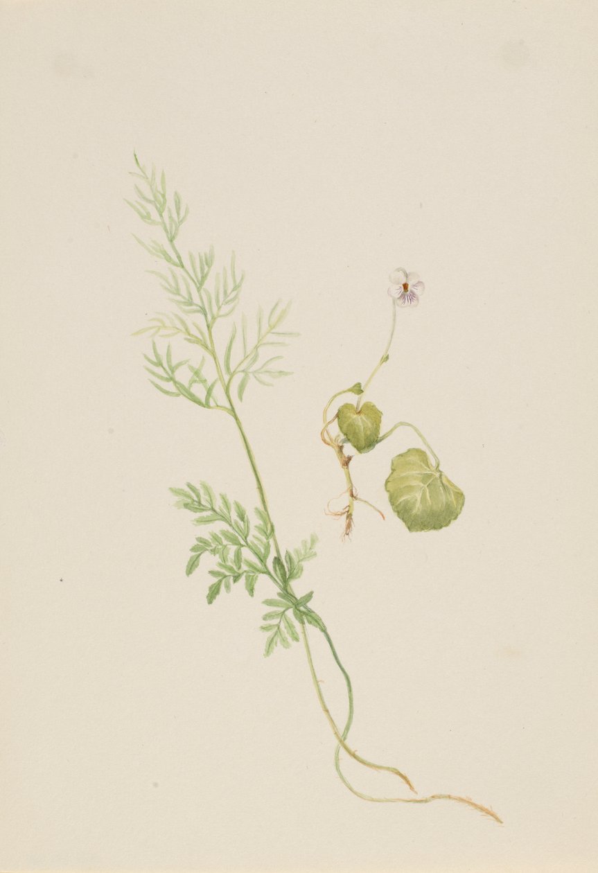 Viola palustris av Mary Vaux Walcott