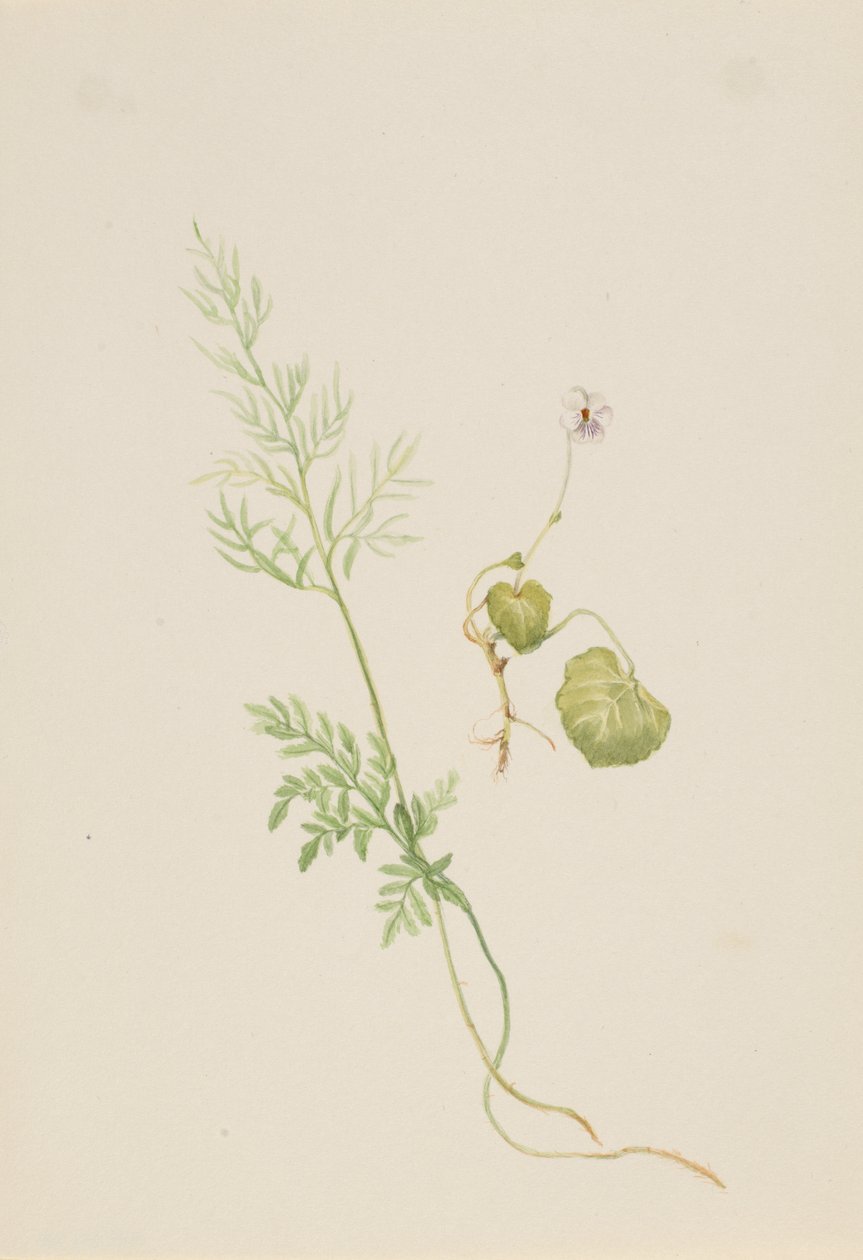 Viola palustris, ca. 1917-1918. av Mary Vaux Walcott