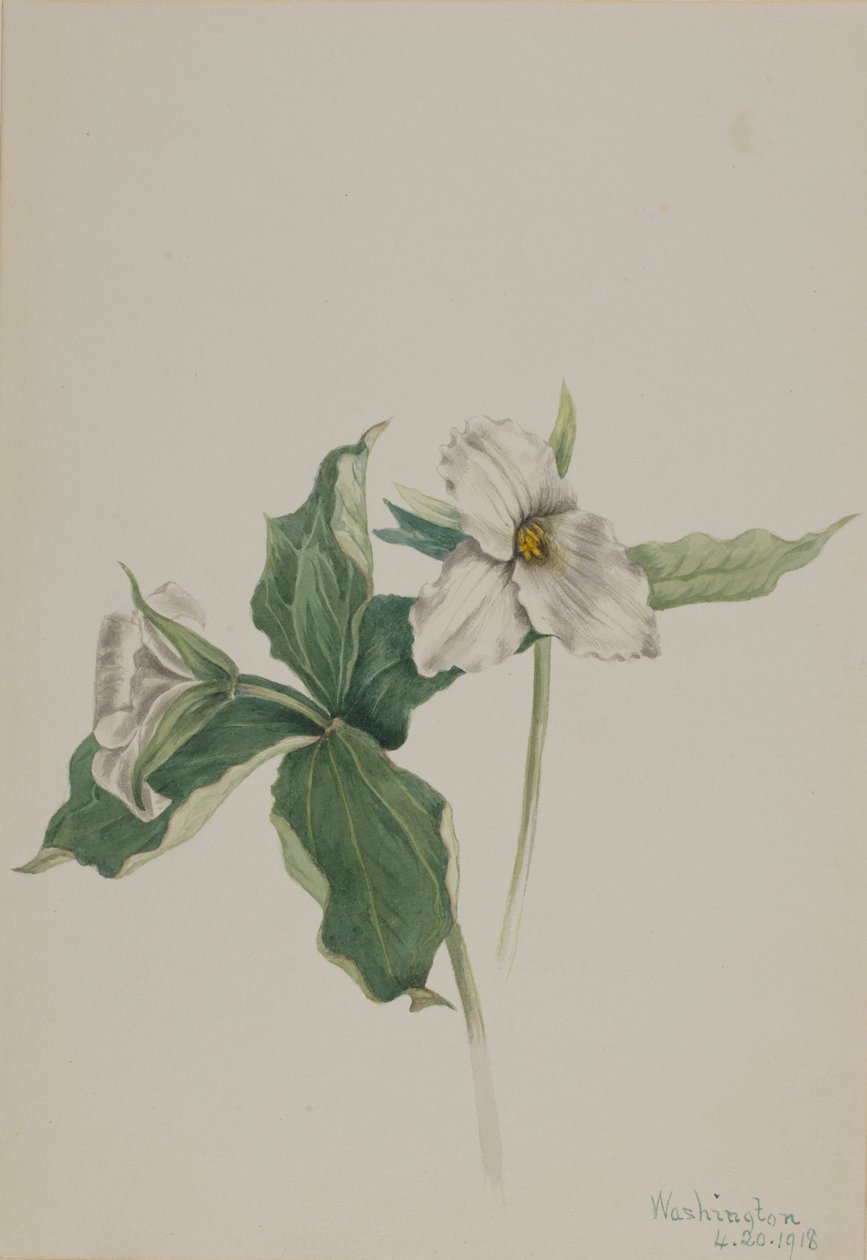 Wake-Robin Trillium grandiflorum, 1918. av Mary Vaux Walcott