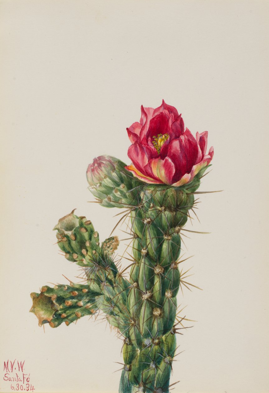 Walkingstick Cholla Opuntia imbricata, 1934. av Mary Vaux Walcott