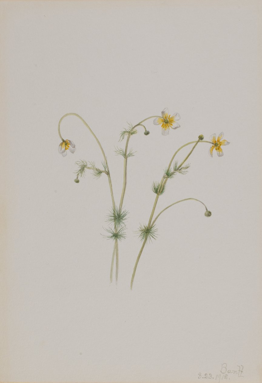 Vattenkråkfot Batrachium trichophyllum, 1918. av Mary Vaux Walcott