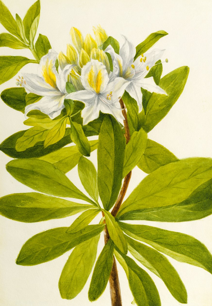 Western Azalea Rhododendron occidentale, n.d. av Mary Vaux Walcott