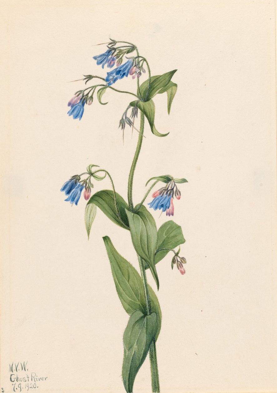 Blåklockor (Mertensia paniculata) av Mary Vaux Walcott