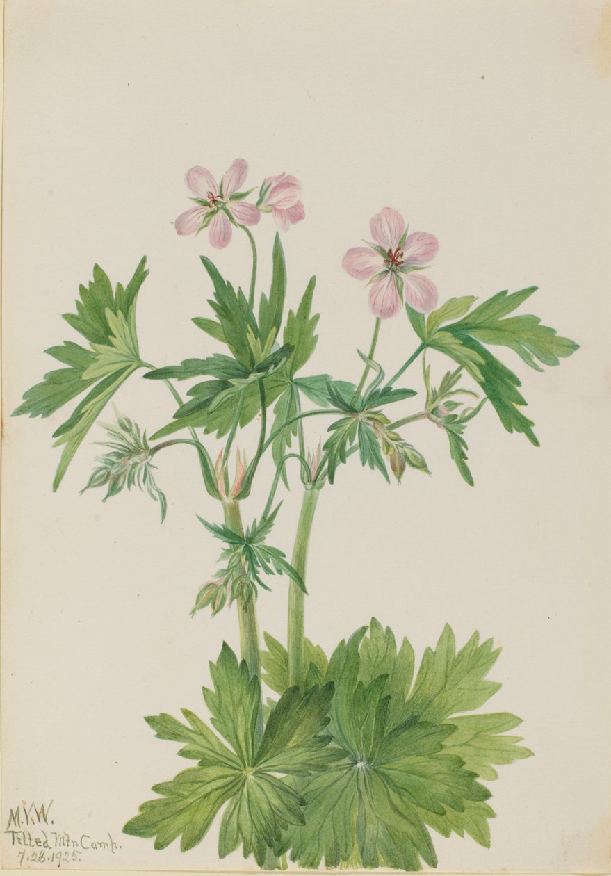 Storrams (Geranium viscosissimum) av Mary Vaux Walcott