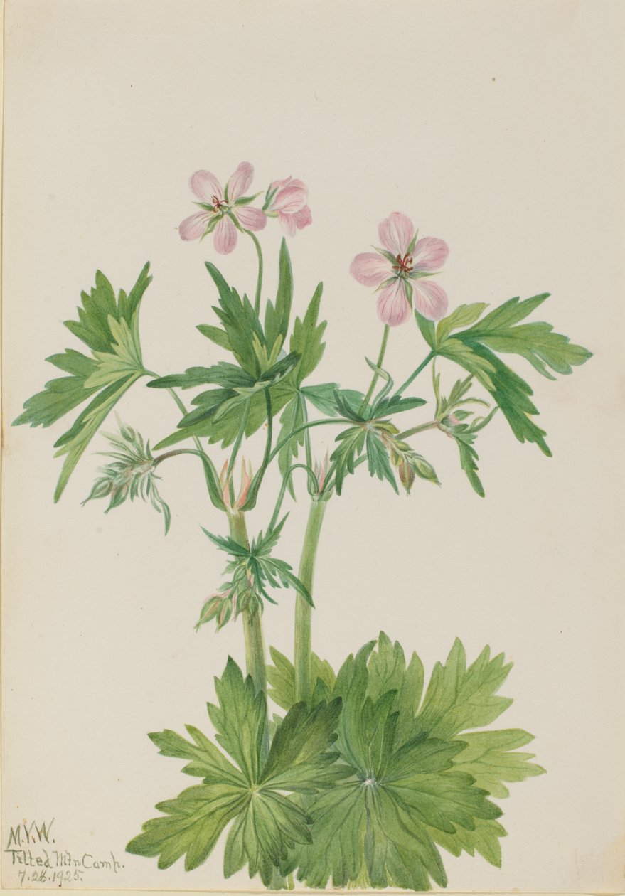 Västra Cranesbill Geranium viscosissimum, 1925. av Mary Vaux Walcott