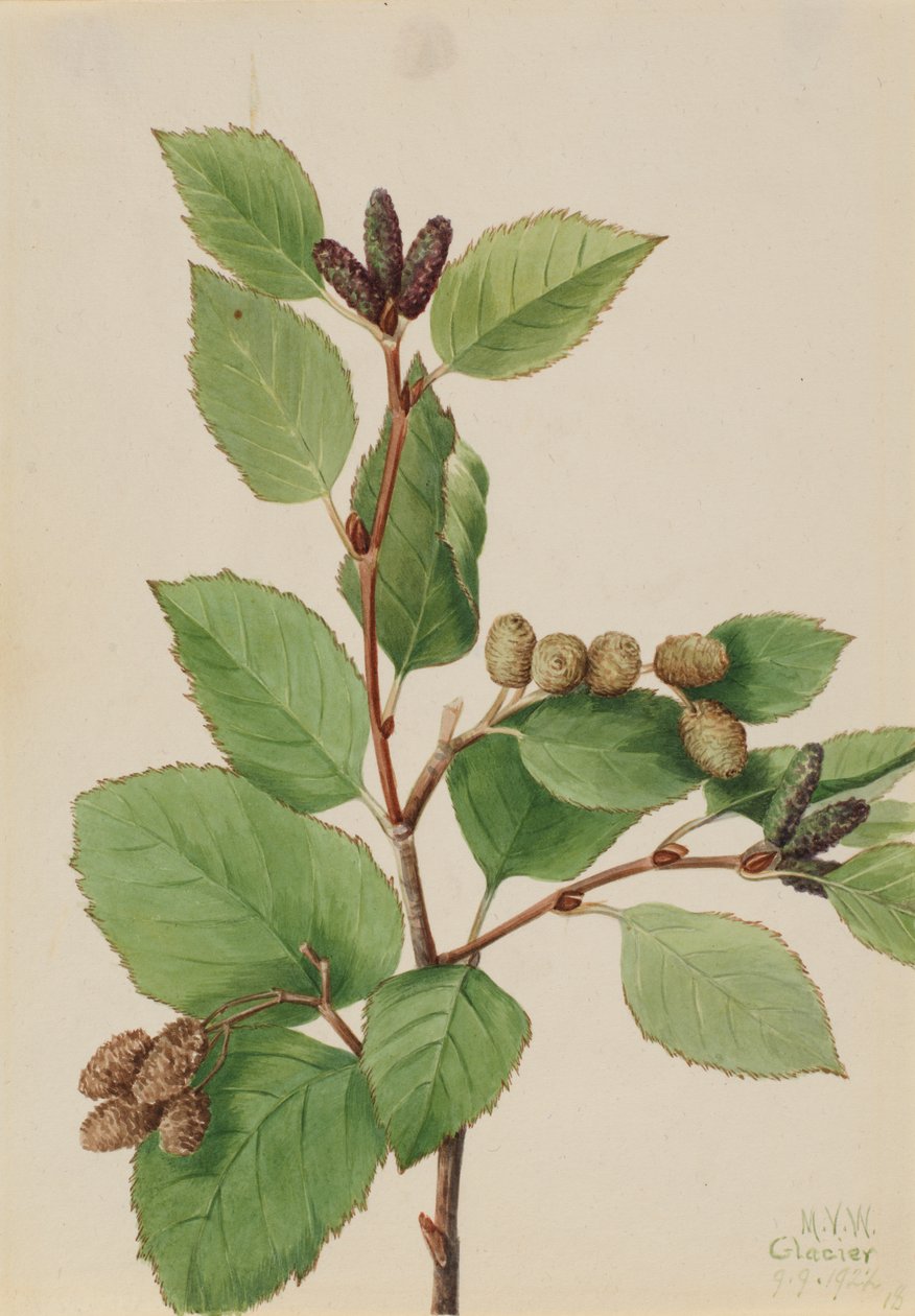Västra grönalren Alnus sinuata, 1922. av Mary Vaux Walcott