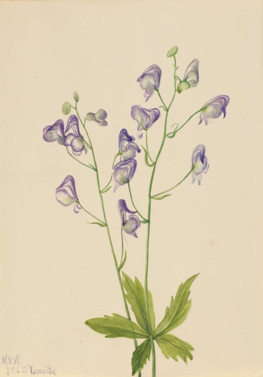 Western Monkshood Columbian Aconite, 1933. av Mary Vaux Walcott