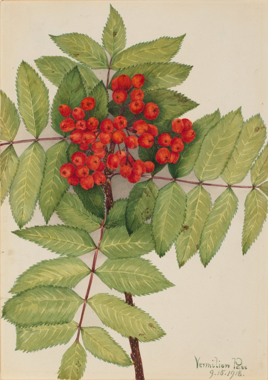 Västerländsk bergaska (Sorbus sambucifolia) av Mary Vaux Walcott
