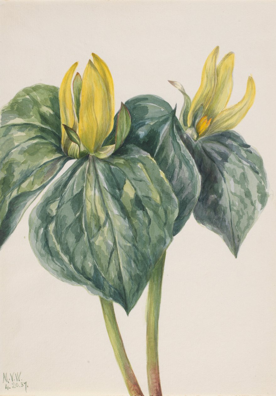 Trillium hugeri, blomma för whippoorwill av Mary Vaux Walcott