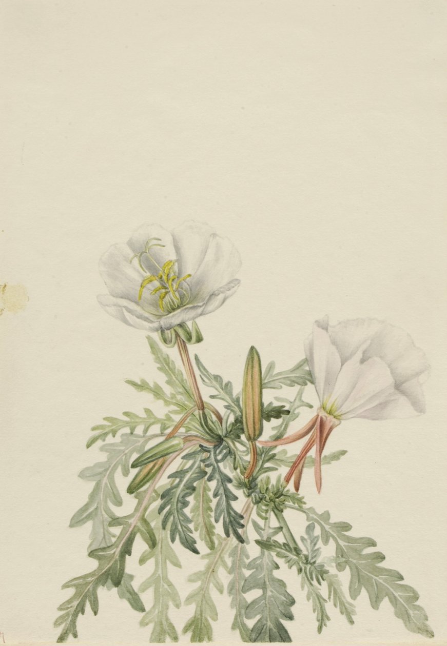 Vit daggkåpa (Pachyloplus marginatus) av Mary Vaux Walcott