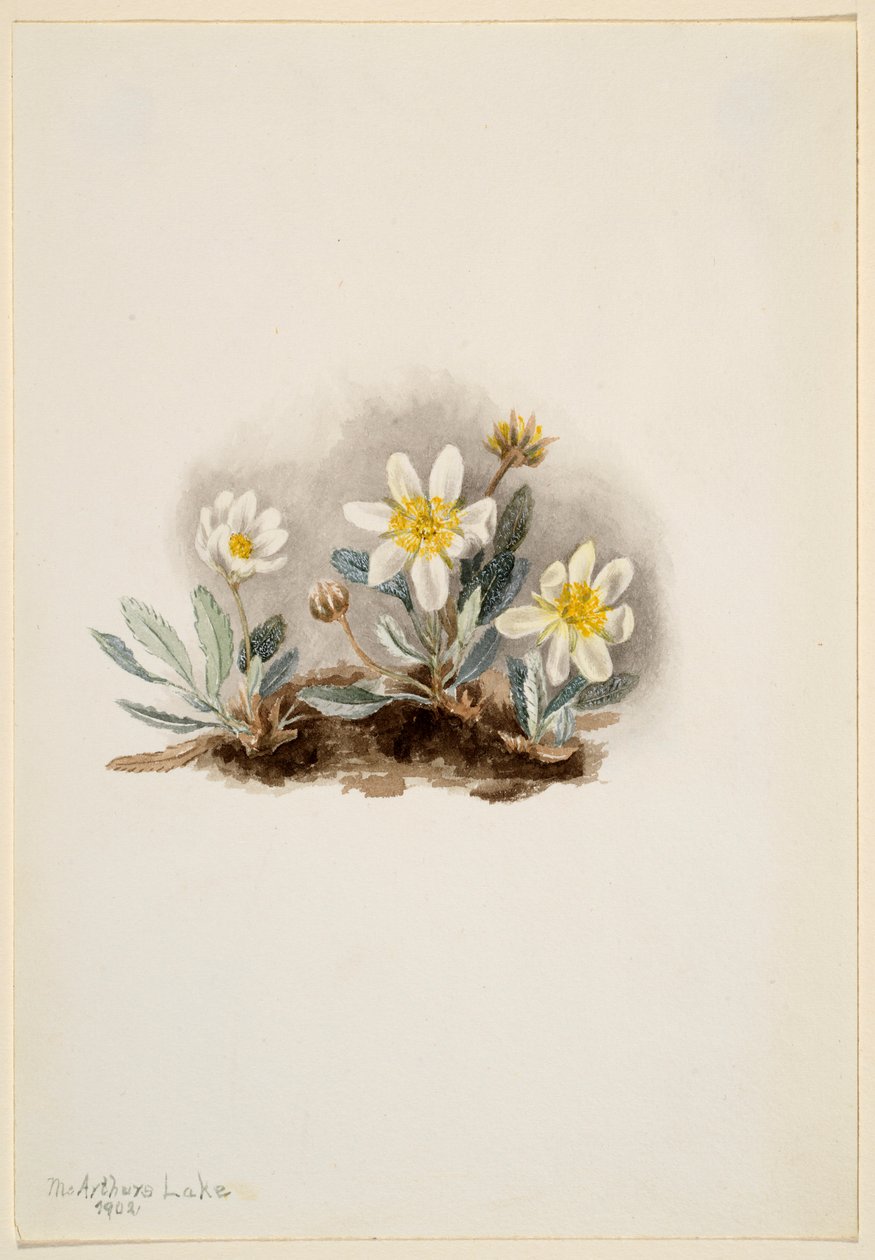 Vit dryad (Dryas octopetala) av Mary Vaux Walcott