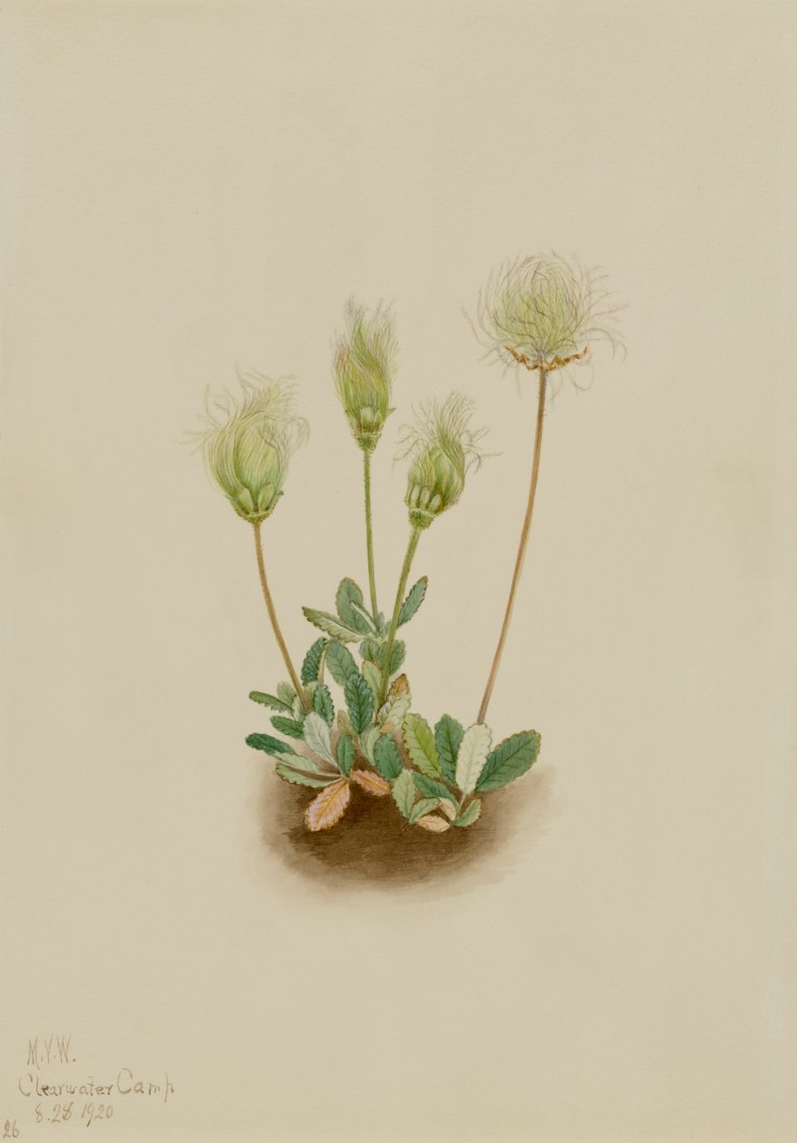 White Dryad Dryas octopetala, 1920. av Mary Vaux Walcott