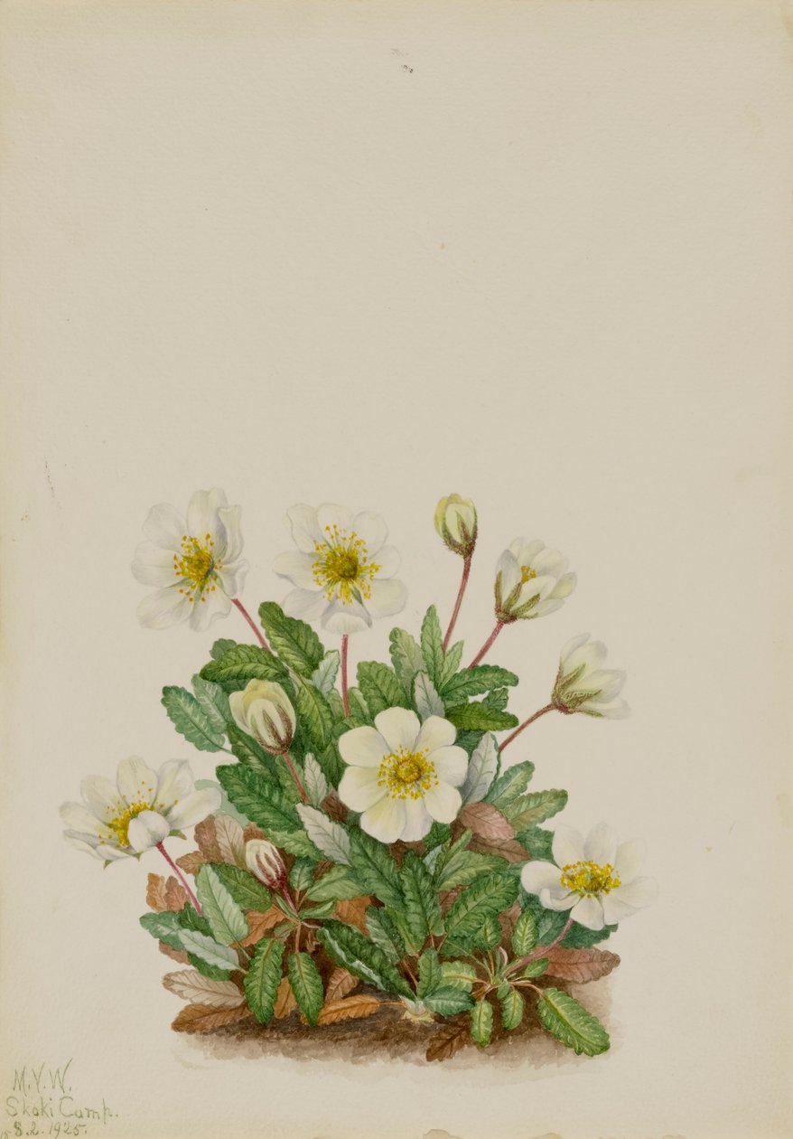 White Dryad Dryas octopetala, 1925. av Mary Vaux Walcott
