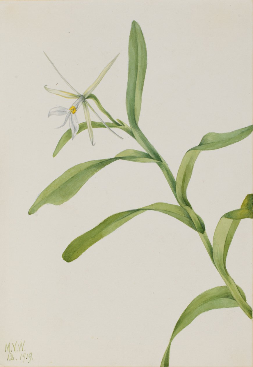 Vit epidendrum (Epidendrum nocturnum) av Mary Vaux Walcott
