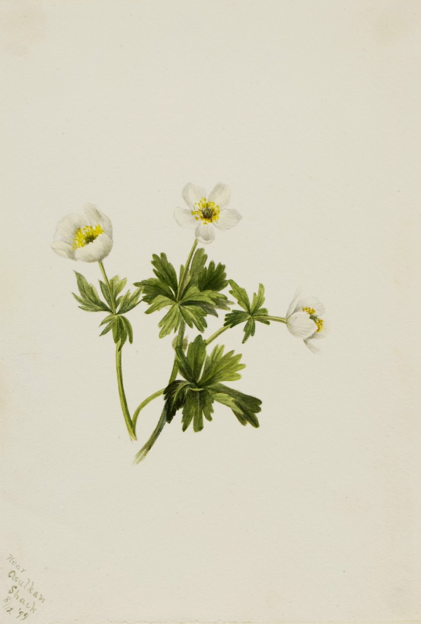 Vit globblomma (Trollius albiflorus) av Mary Vaux Walcott