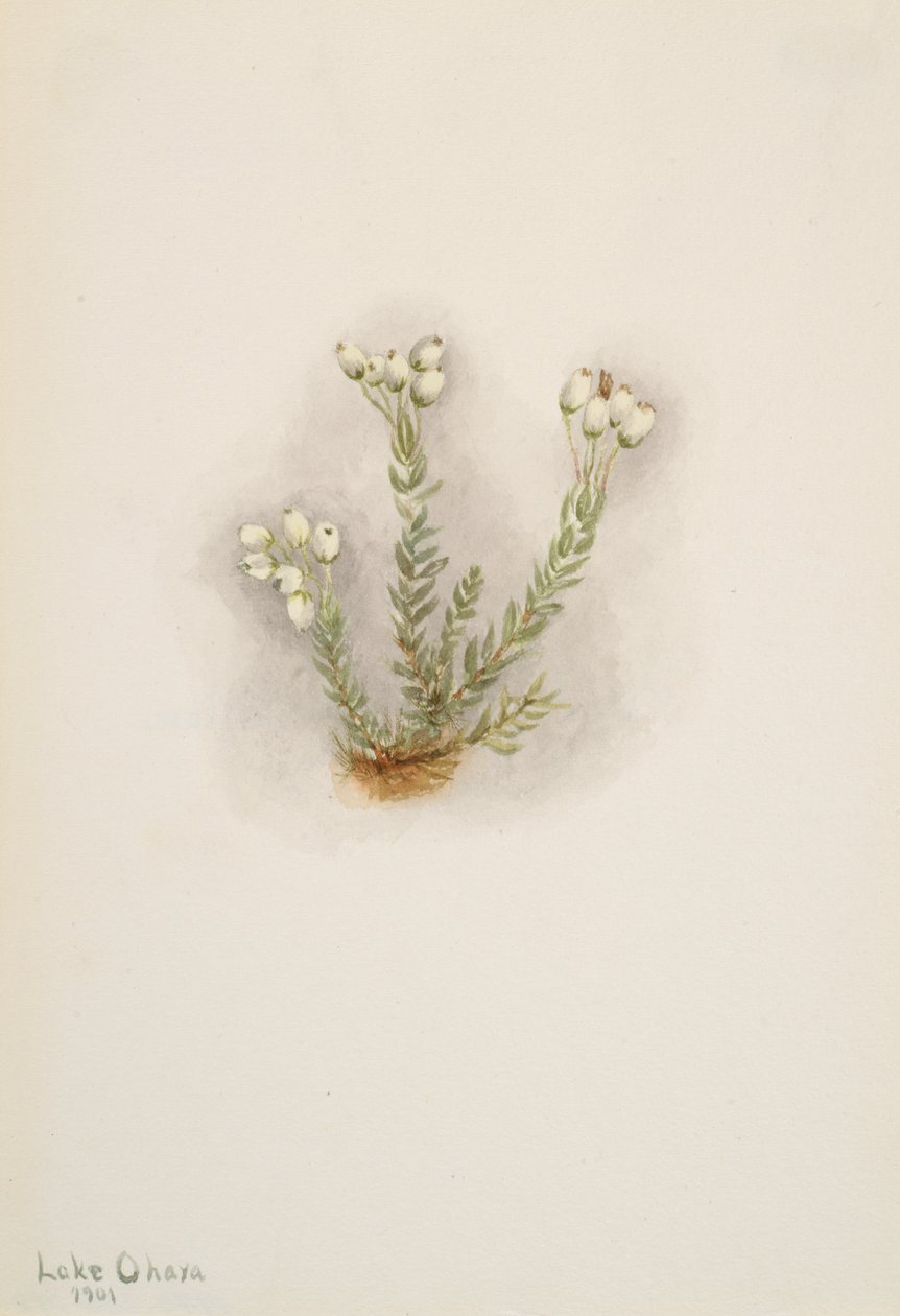 White Heather Phyllodoce grandiflora, 1901. av Mary Vaux Walcott