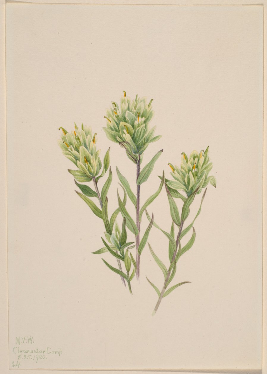 Vit indisk pensel (Castilleja occidentalis) av Mary Vaux Walcott