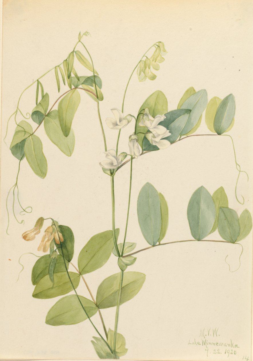 Vit ärta Lathyrus ochroleucus, 1920. av Mary Vaux Walcott